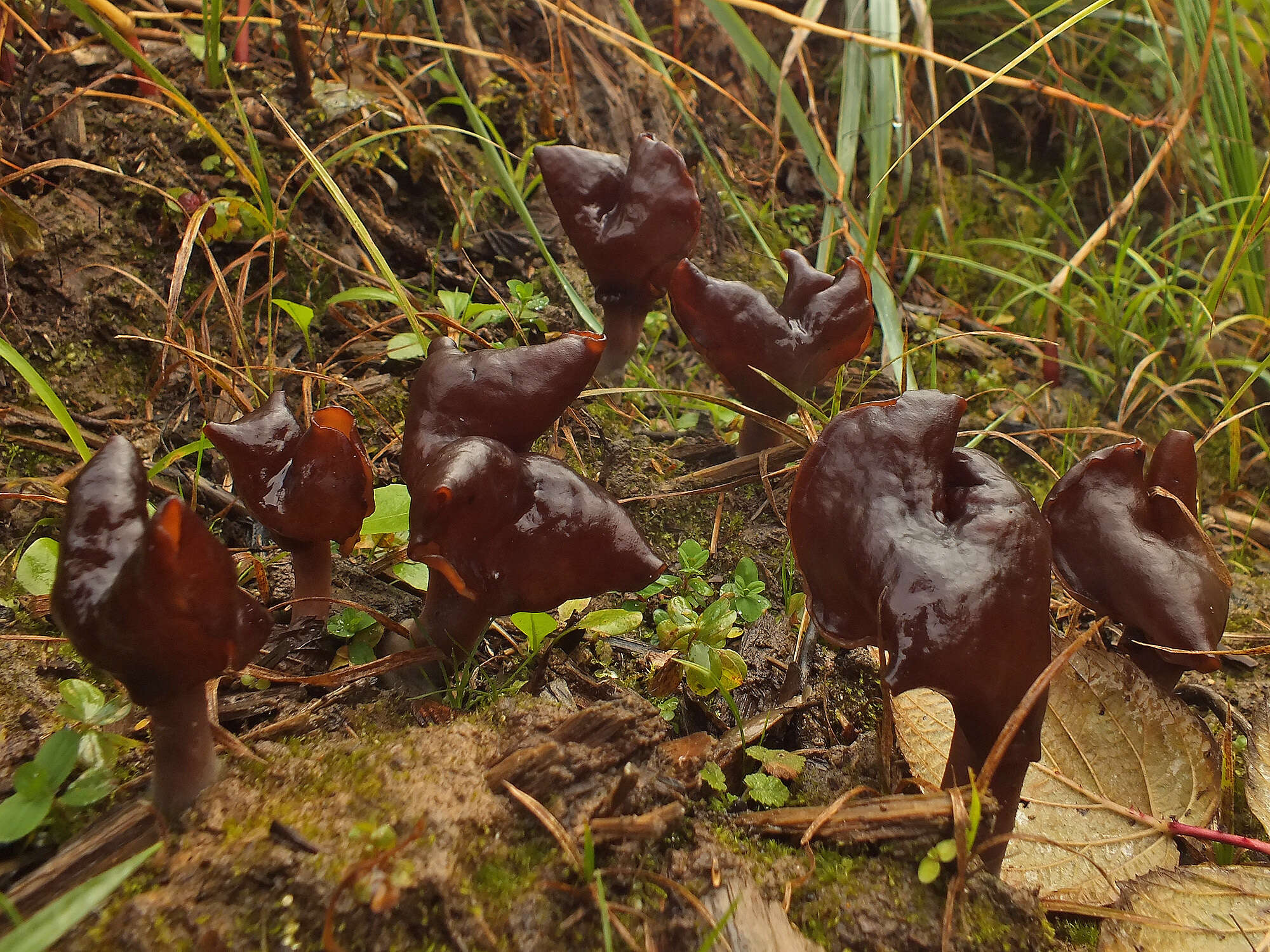 Image of Gyromitra infula (Schaeff.) Quél. 1886