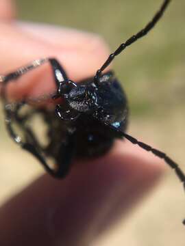 Image of forest caterpillar hunter