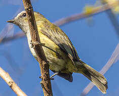 Image of Guatemalan Tyrannulet