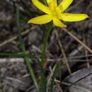 Image of Hypoxis hygrometrica var. hygrometrica