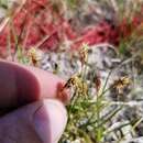 صورة Carex inops subsp. heliophila (Mack.) Crins