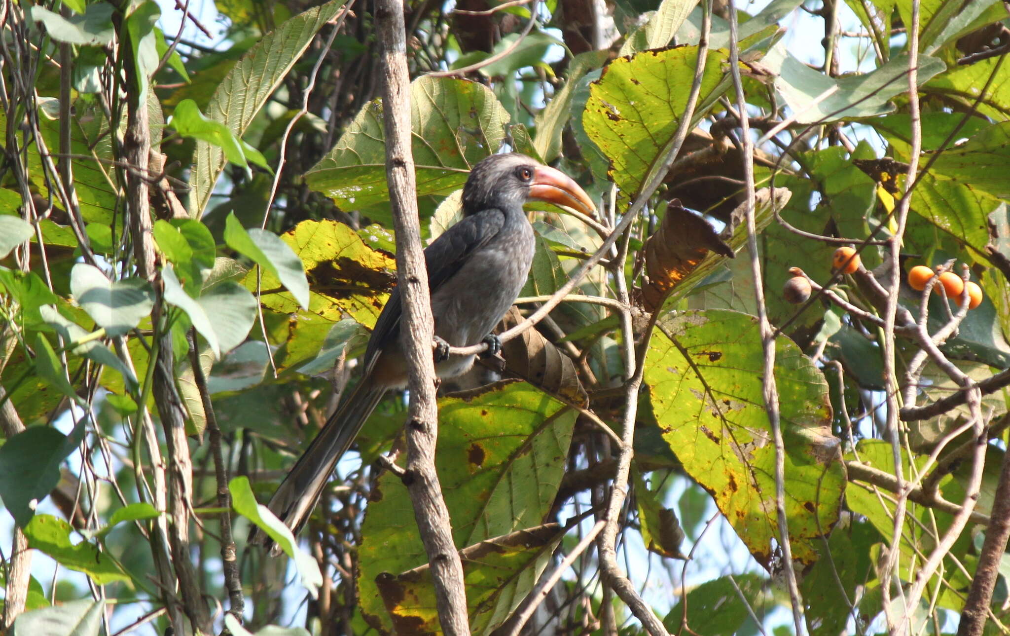 Image of Malabar Grey Hornbill