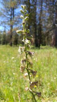 Delphinium viridescens Leiberg的圖片