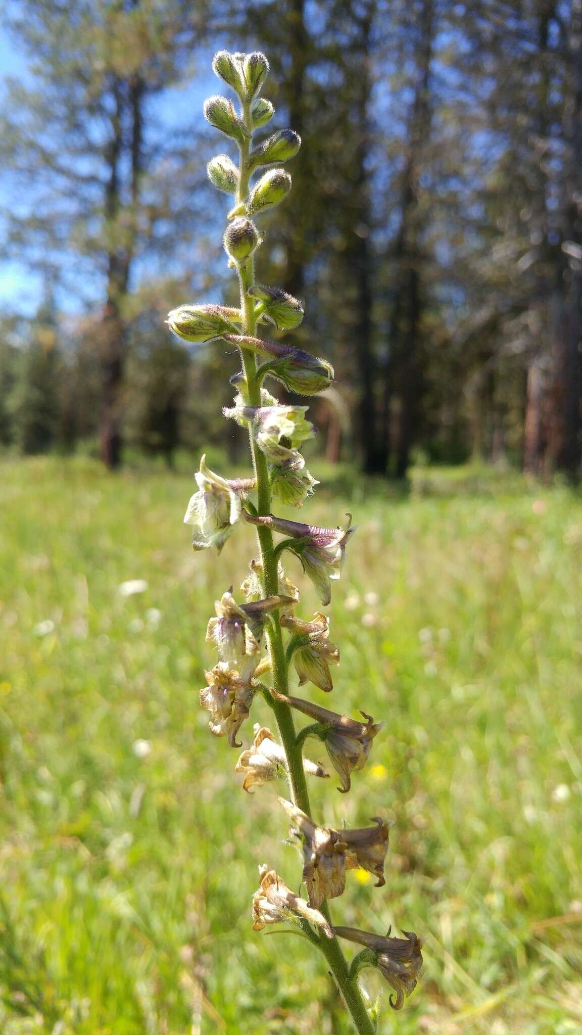 Image de Delphinium viridescens Leiberg