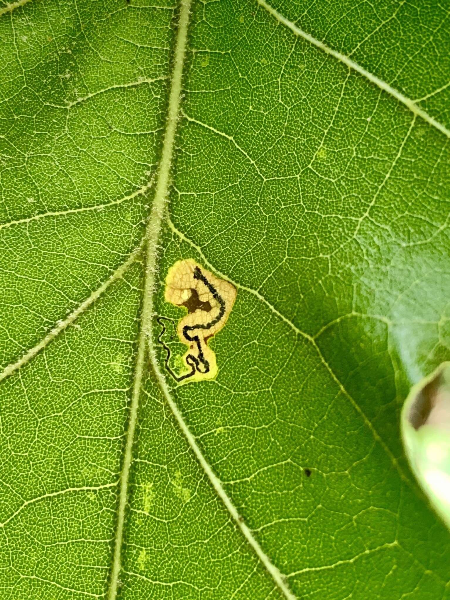 Image of Stigmella quercipulchella (Chambers ex Hayden 1882) Wilkinson et al. 1979