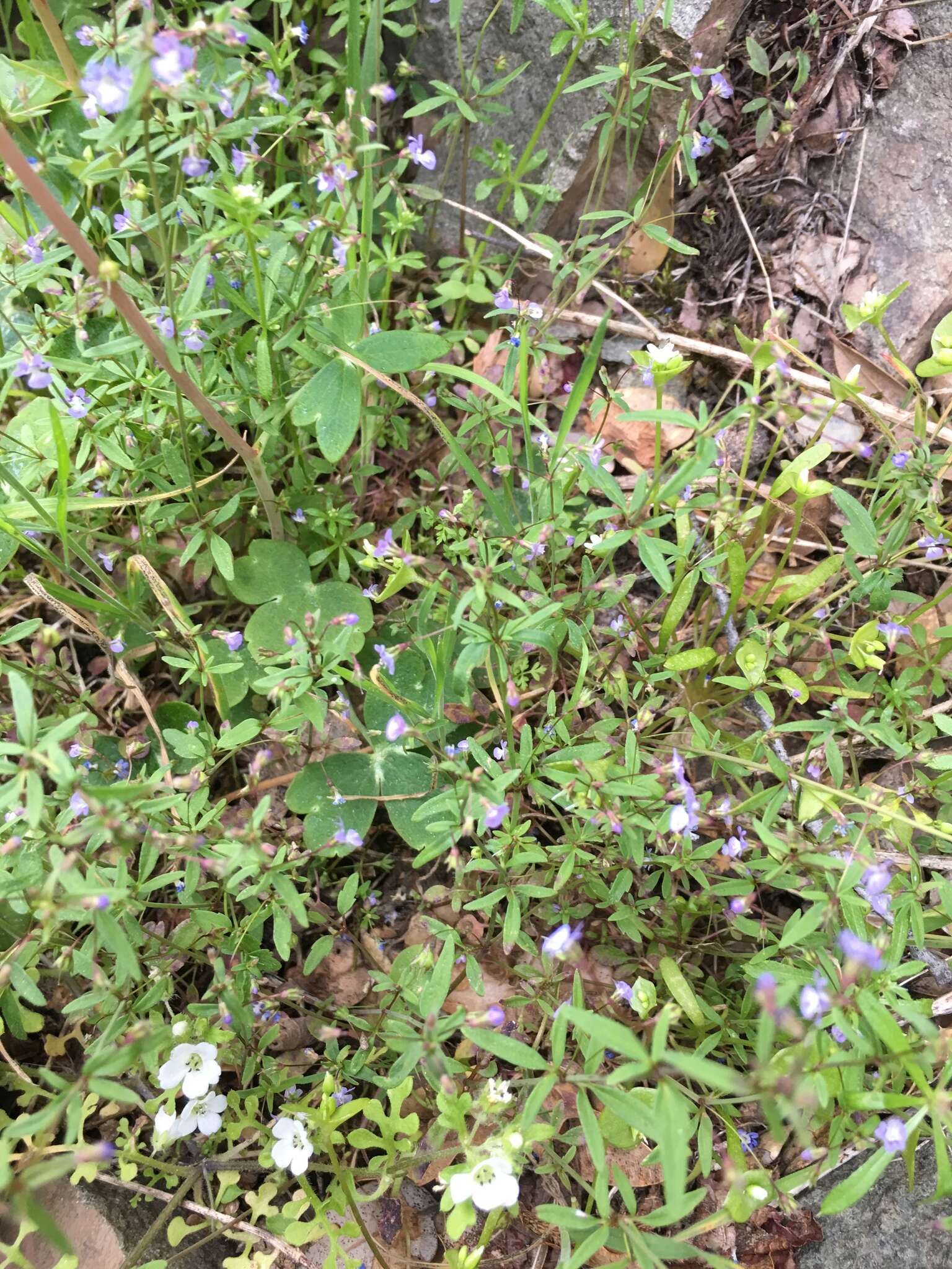 Image of Small-flower Tonella