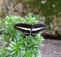 Image of Papilio demolion Cramer (1776)