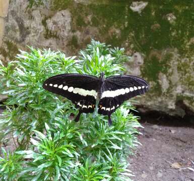 صورة Papilio demolion Cramer (1776)