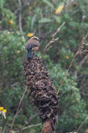 Image of Brown-backed Chat-Tyrant