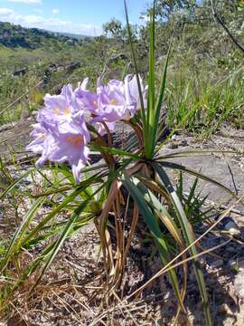 Image of Vellozia alutacea Pohl