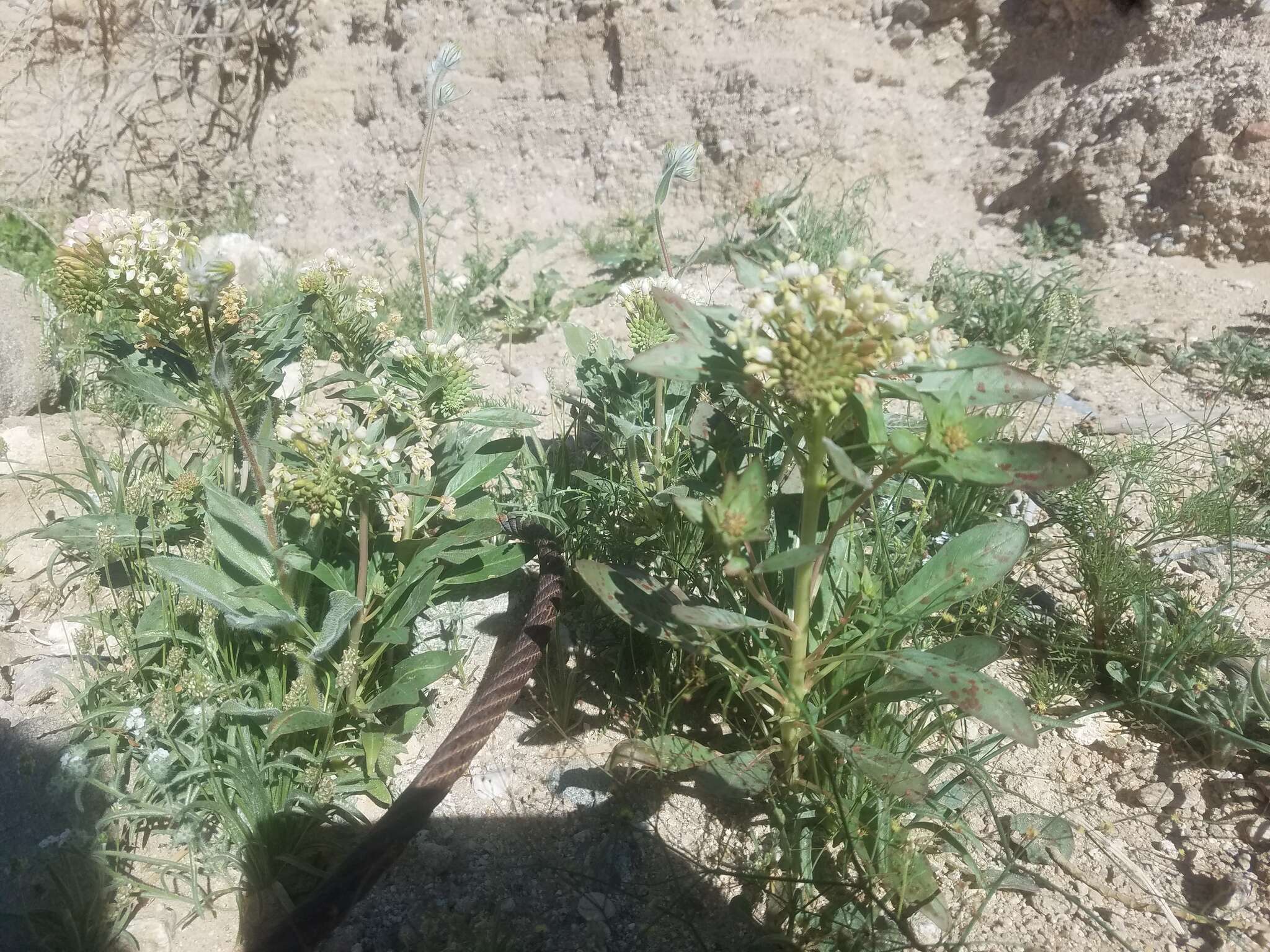 Eremothera boothii (Douglas) W. L. Wagner & Hoch的圖片