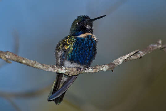 Image of Hyacinth Visorbearer