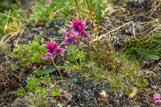 Image of Castilleja arctica Krylov & Sergievsk.