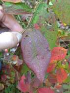 Plancia ëd Vaccinium fuscatum Ait.