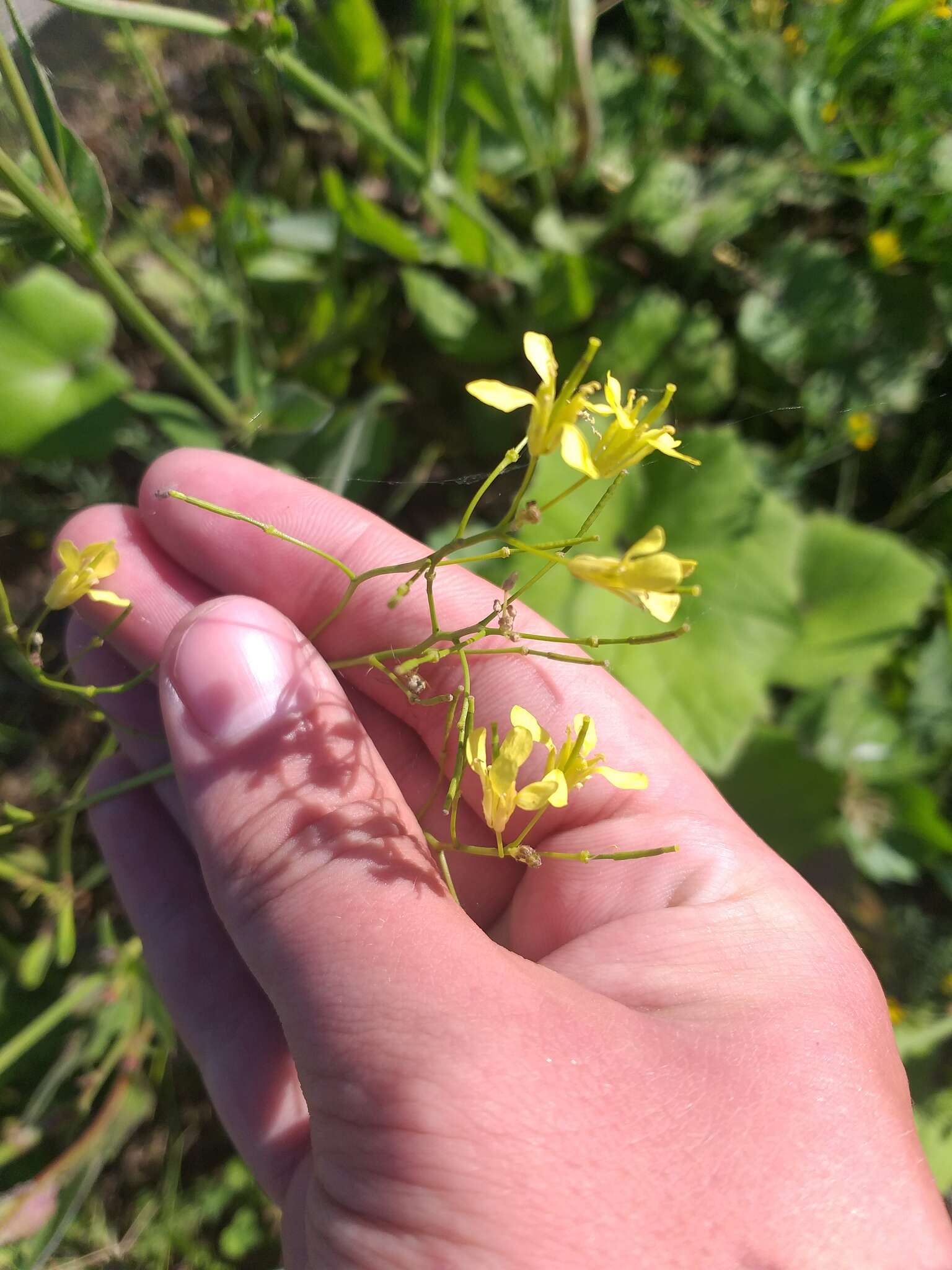 Image of Sisymbrium polymorphum (Murray) Roth