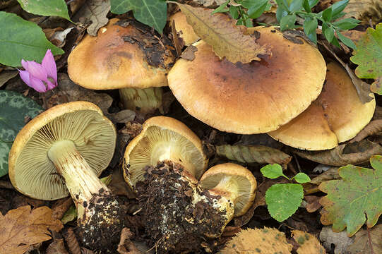 Image of Cortinarius nanceiensis Maire 1911