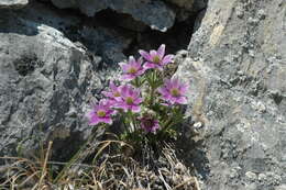 Image of Porcupine River thimbleweed