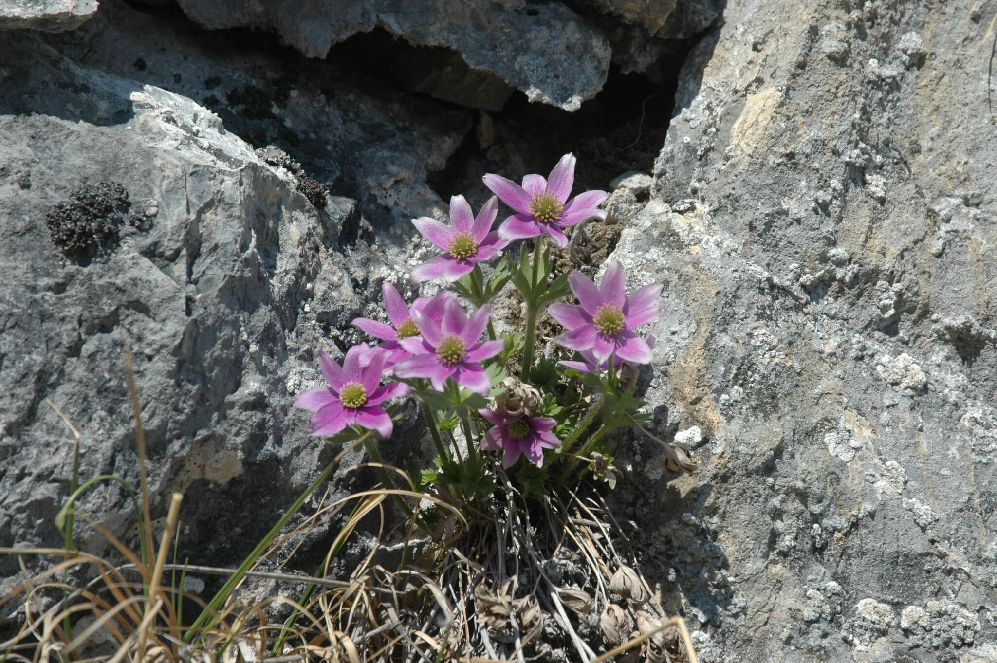 صورة Anemone multiceps (Greene) Standl.