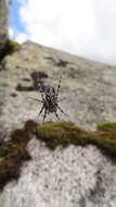 Image of Orbweaver