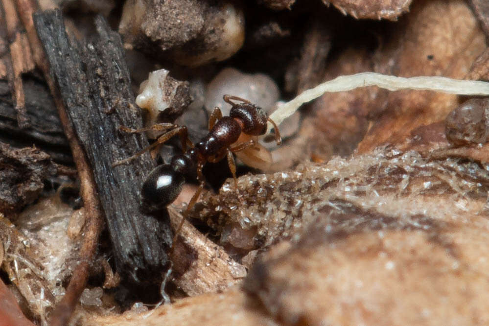 Image of Ant