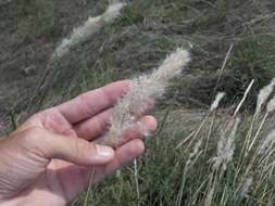 صورة Bothriochloa torreyana (Steud.) Scrivanti & Anton