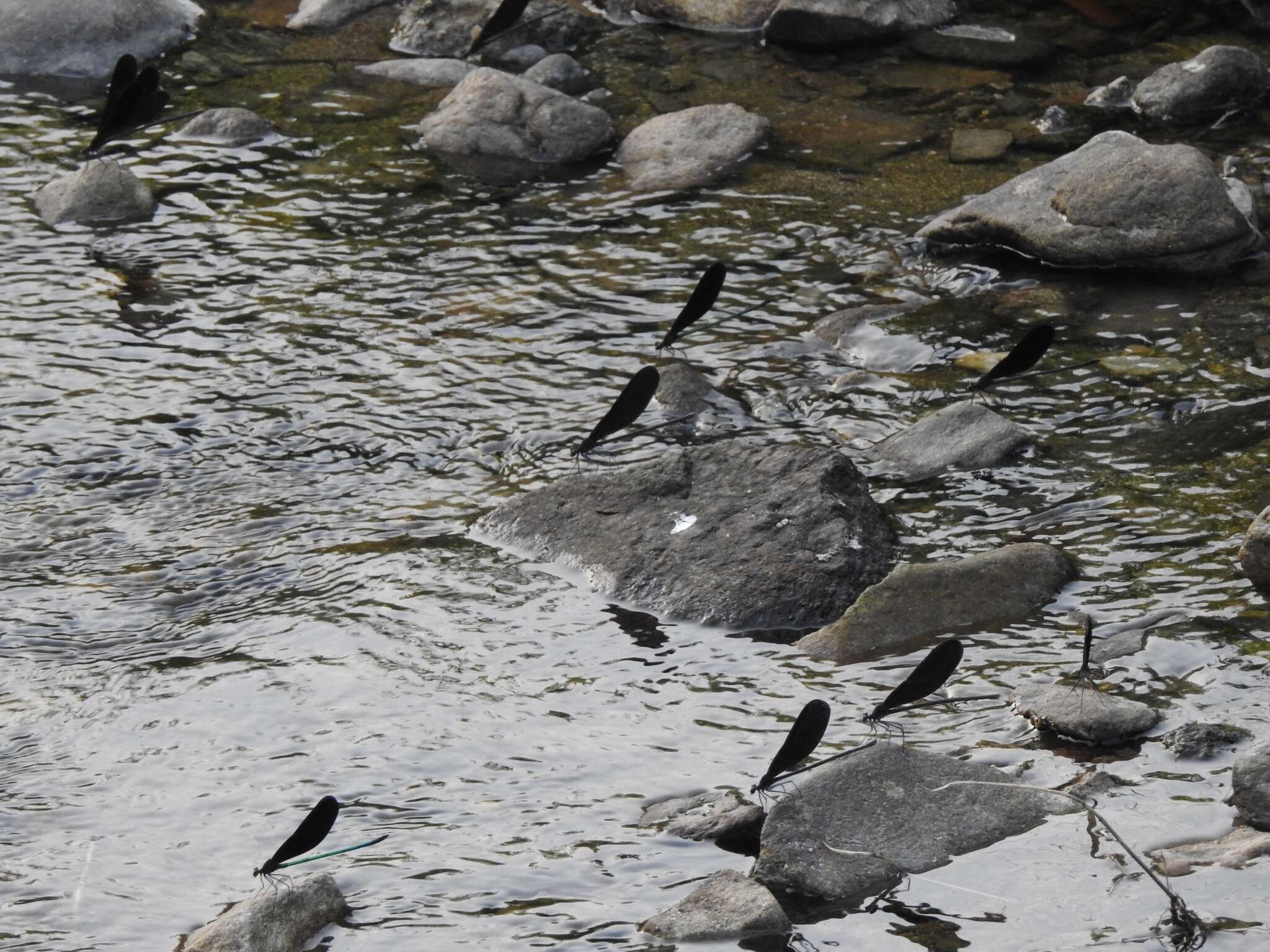 Image of Atrocalopteryx Dumont, Vanfleteren, De Jonckheere & Weekers 2005