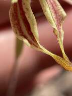 Caladenia plicata Fitzg.的圖片