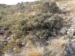 Imagem de Quercus intricata Trel.