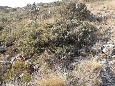 Imagem de Quercus intricata Trel.