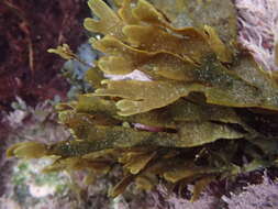 Image of Dictyota coriacea
