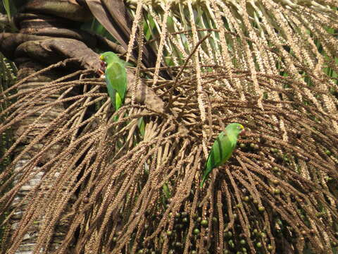 Image of Tui Parakeet