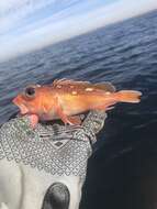 Image of Greenspotted rockfish