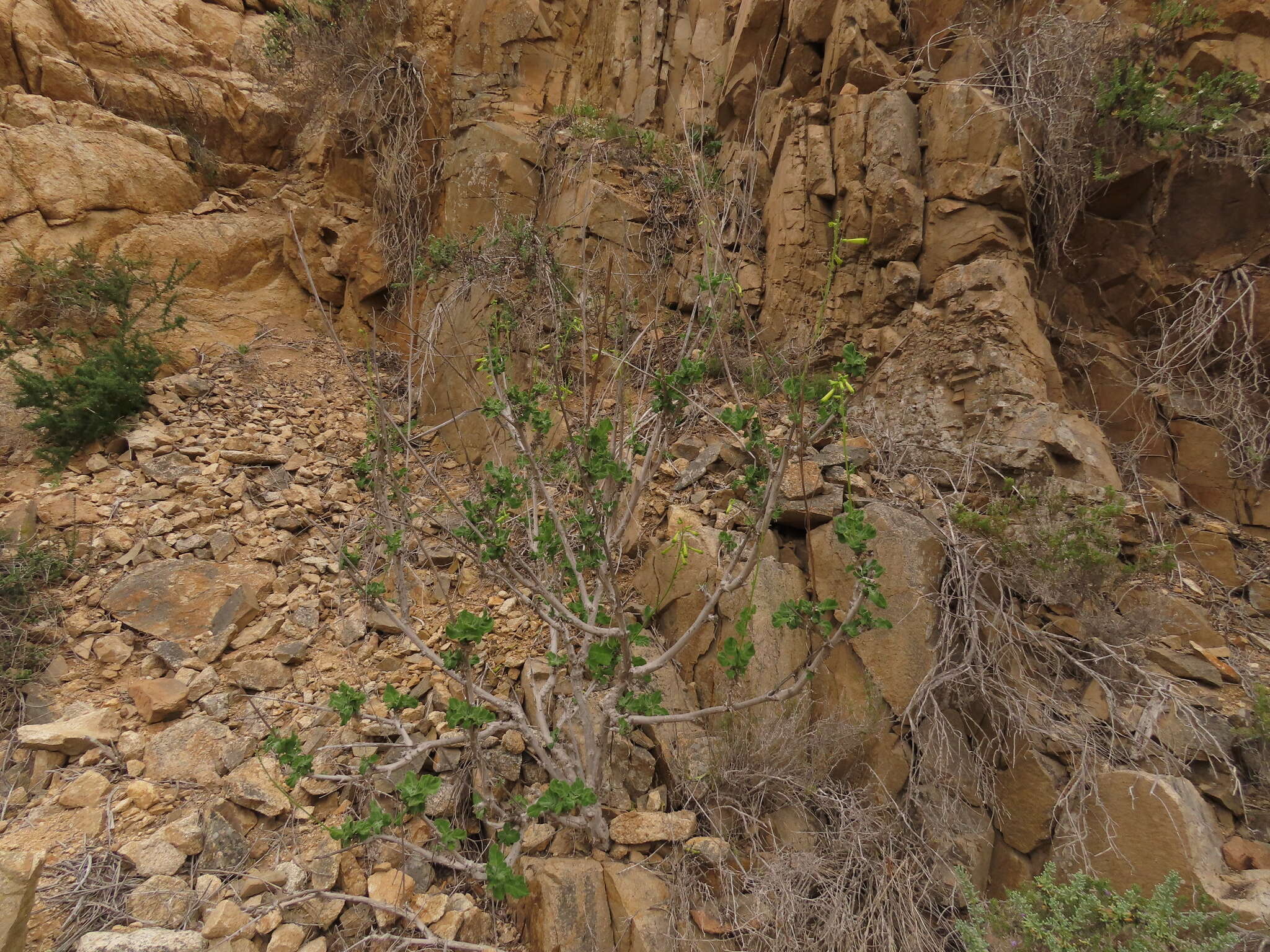 Image of Nicotiana solanifolia Walp.