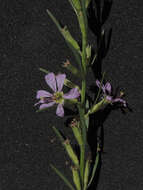 Plancia ëd Lythrum californicum Torr. & Gray