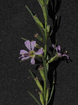 Plancia ëd Lythrum californicum Torr. & Gray