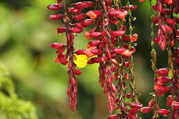 Plancia ëd Thunbergia coccinea Wall.