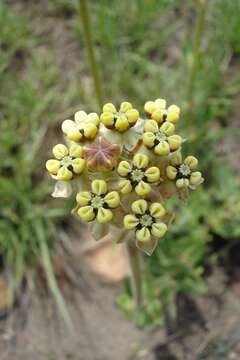 Image of Asclepias fallax (Schltr.) Schltr.