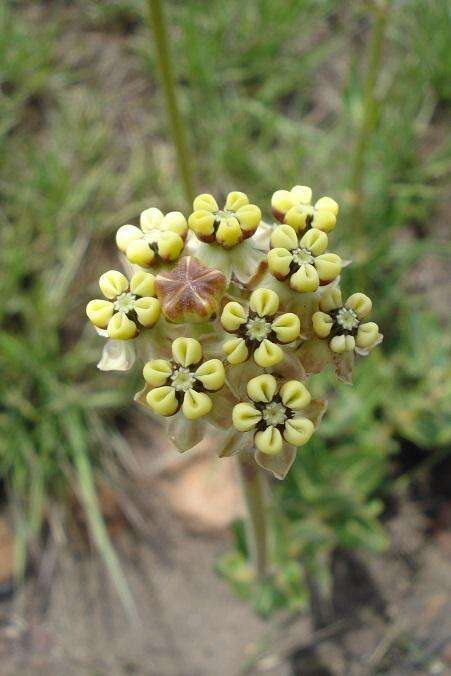 صورة Asclepias fallax (Schltr.) Schltr.