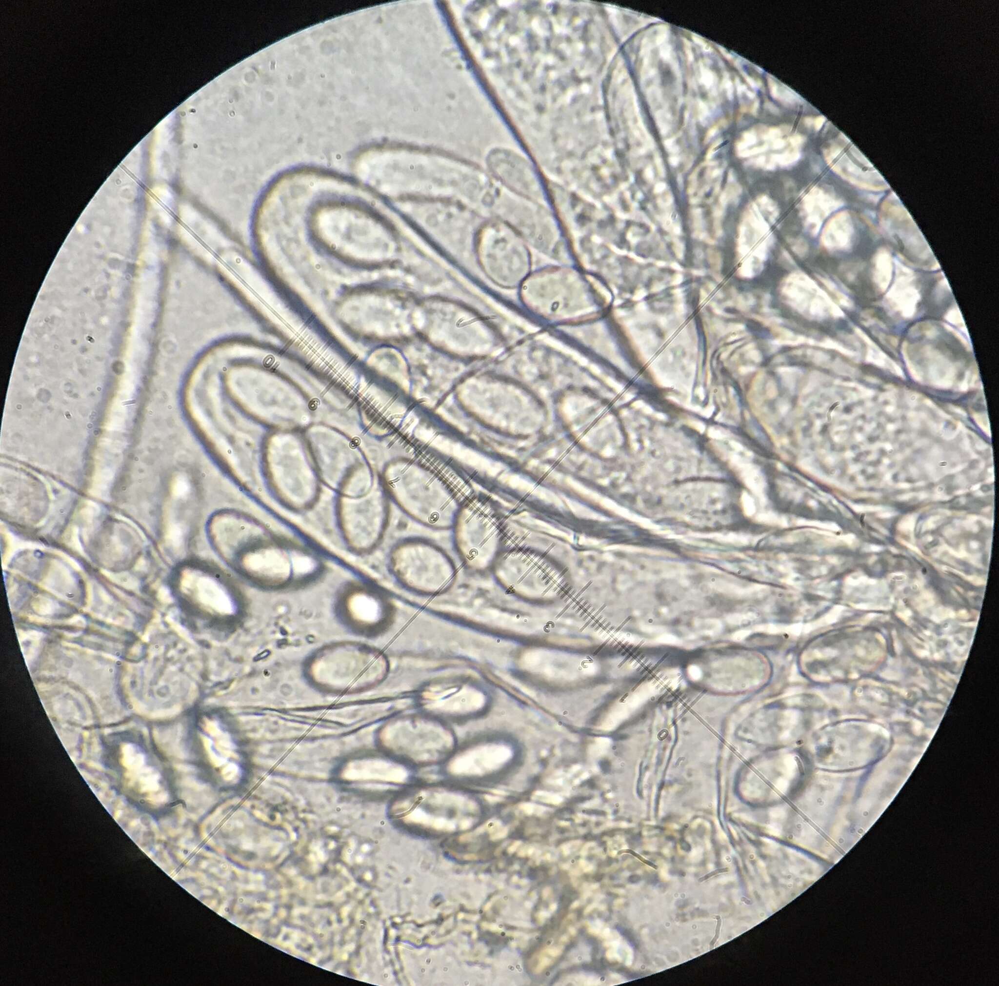 Image de Coprotus