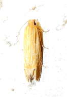 Image de <i>Eucosma grindeliana</i>