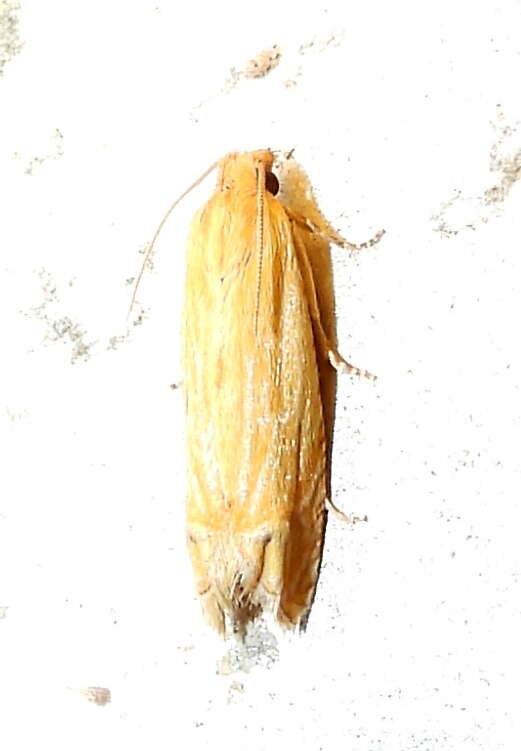 Image of <i>Eucosma grindeliana</i>