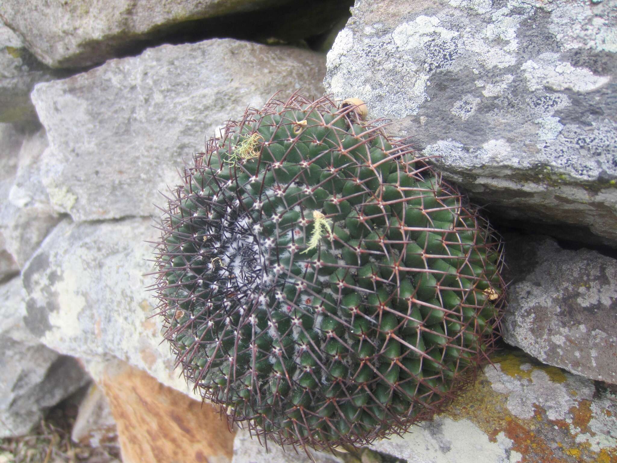 Imagem de Mammillaria polythele Mart.