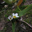 Image of Moraea albiflora (G. J. Lewis) Goldblatt