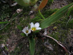 Image of Moraea albiflora (G. J. Lewis) Goldblatt