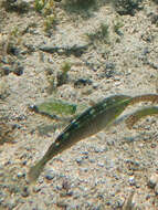 Image of Argus Wrasse