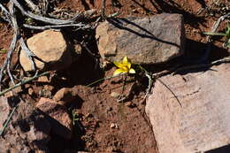 Image of Romulea tortuosa subsp. aurea (Klatt) M. P. de Vos
