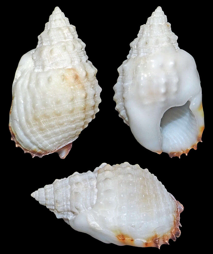 Sivun Nassarius troendleorum Cernohorsky 1980 kuva