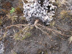 Image de Helichrysum mannii Hook. fil.