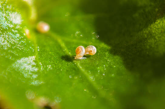 Image of eccentric grass snail