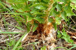 Plancia ëd Polystichum microchlamys (Christ.) Matsumura